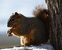 Squirrel Eating a peanut