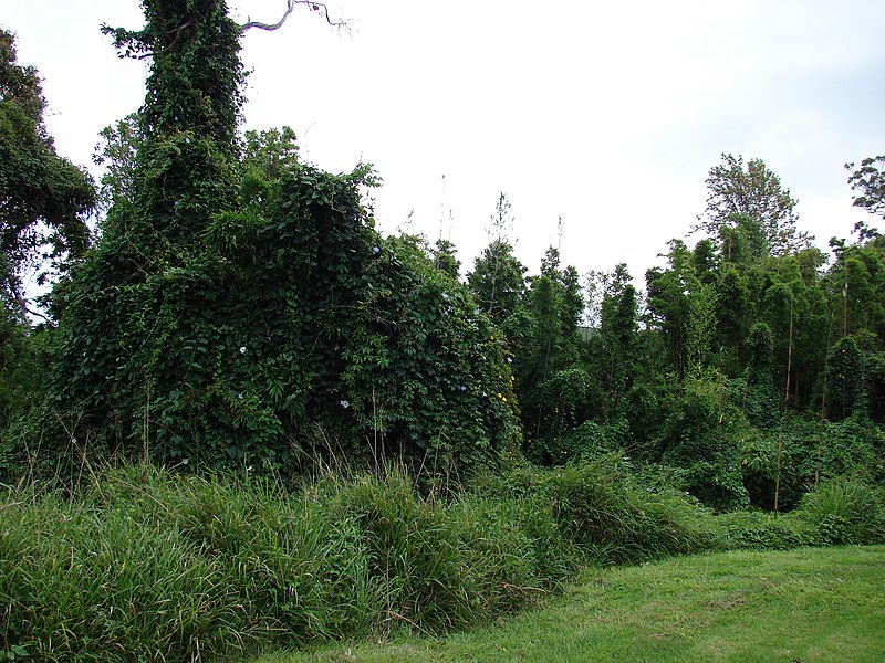 File:Starr-090417-6108-Thunbergia laurifolia-climbing habit-Hui Noeau Baldwin Ave-Maui (24858818661).jpg