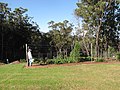 Starr-110731-8122-Psophocarpus tetragonolobus-habit with Forest in vegetable garden-Hawea Pl Olinda-Maui (24806652280).jpg