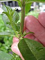 Starr-120613-9640-Aloysia citrodora-leaves and stems-Home Depot Nursery Kahului-Maui (24849851500).jpg