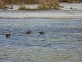 Starr-150331-0003 Green-winged Teal ducks, Catchment Sand Island, Midway Atoll (25244926856).jpg
