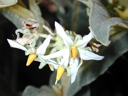 Tập_tin:Starr_020913-0042_Solanum_robustum.jpg