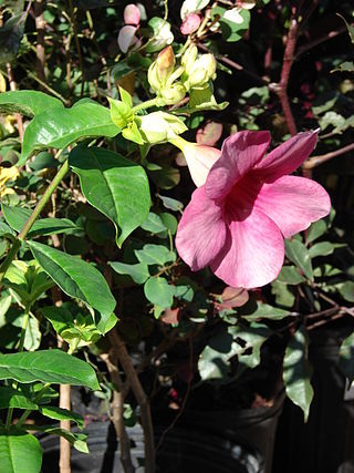 <i>Allamanda blanchetii</i> Species of plant