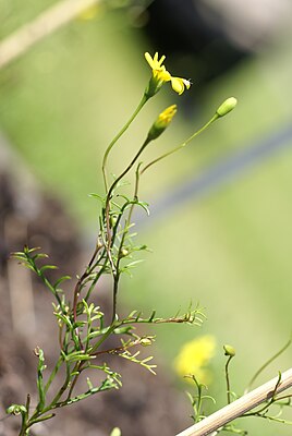 Steirodiscus tagetes 02.JPG