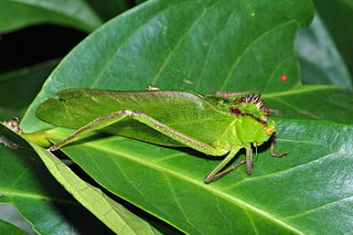 <i>Steirodon</i> Genus of cricket-like animals