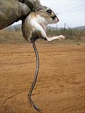 Thumbnail for Stephens's kangaroo rat