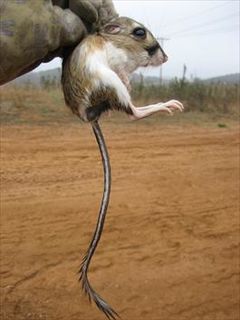 Stephenss kangaroo rat species of mammal