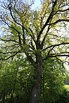 18 trees in Volders (17 English oaks, 1 summer linden)
