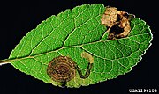 Thumbnail for Stigmella prunetorum