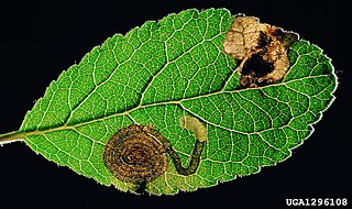 <i>Stigmella prunetorum</i> Species of moth