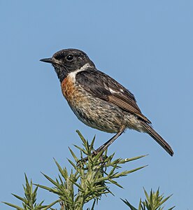 Stonechat (Saxicola rubicola) male, Beaulieu, Hampshire