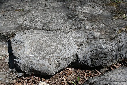 Следы древней жизни. Цианобактерии строматолиты. Строматолиты палеонтология. Окаменелые строматолиты. Строматолиты Рыбачий.