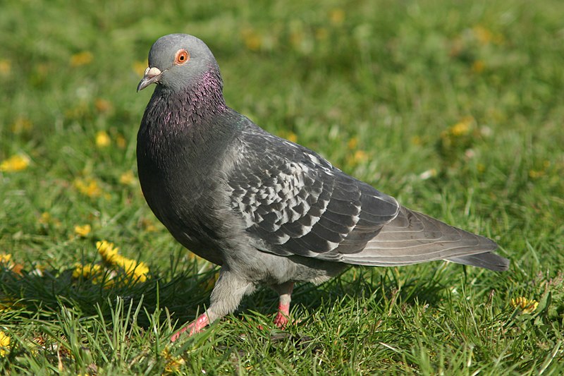 File:Strutting pigeon.gk.jpg