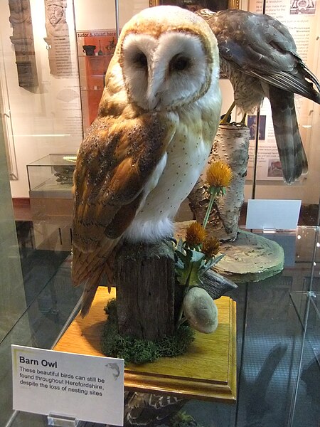 File:Stuffed barn owl, Hereford Museum and Art Gallery - DSCF1950.JPG