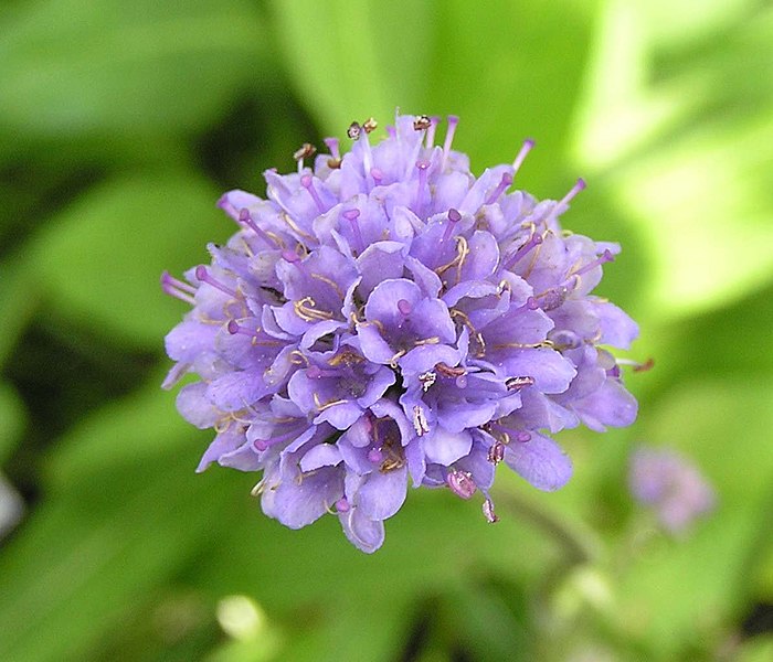 File:Succisa pratensis -阿姆斯特丹植物園 Hortus Botanicus, Amsterdam- (9198100051).jpg