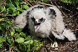 Chick, Waikato, New Zealand