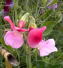 Sweet Pea-7.jpg