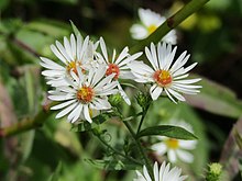 Symphyotrichum pilosum 237289574.jpg