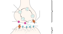 SynapseSchematic lines.svg