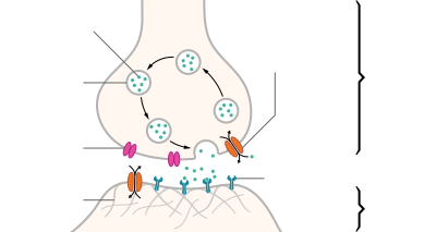 Eine illustrierte chemische Synapse