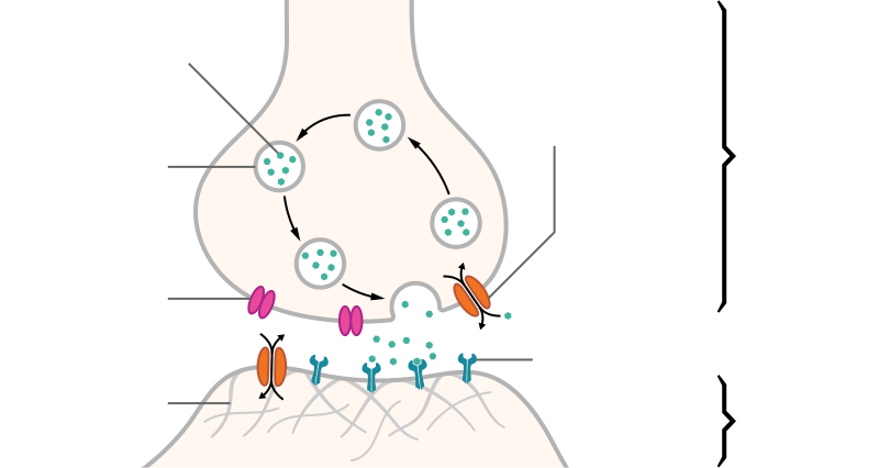 File:SynapseSchematic lines.svg