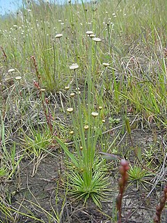 <i>Syngonanthus</i> Genus of plants