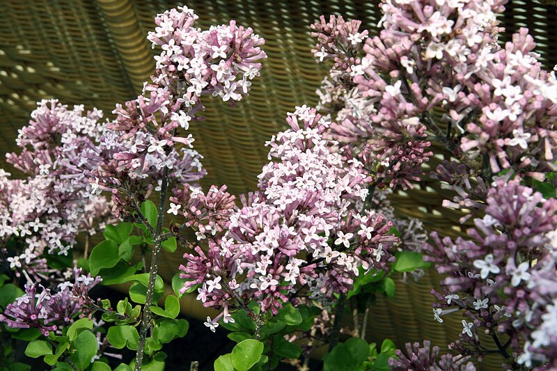 File:Syringa meyeri Palibin 5zz.jpg