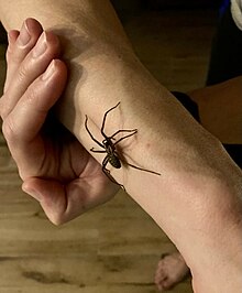 Araignée sur bras humain