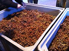 Late harvested Nosiola grapes with some noble rot infection that are destined for further drying and Vin Santo production. Taking grape samples of Nosiola.jpg