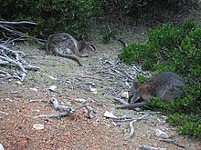 Tammars feeding and resting in brush