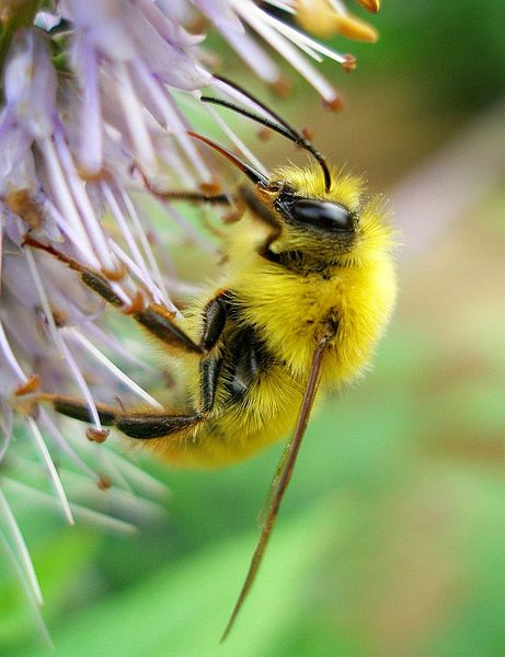 File:Tanakawho - Bee on a purple flower (by).jpg