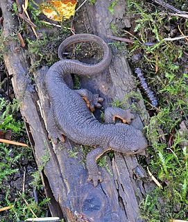 Rough-skinned newt species of amphibian