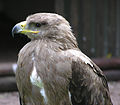 Tawny eagle in closeup arp.jpg