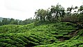 Tea Garden