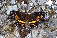 Telenassa berenice berenice (Nymphalidae- Argynninae- Melitaeini) (29937532284).jpg