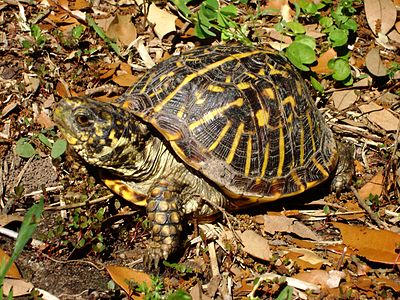 An ornate box turtle with a slightly dirty carapace raising its head.