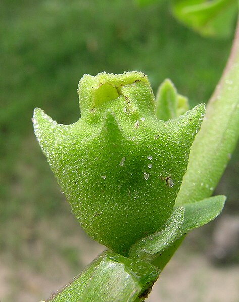 File:Tetragonia tetragonioides fruit2 - Flickr - Macleay Grass Man.jpg