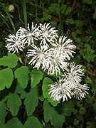 Thalictrum tuberiferum