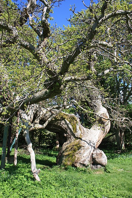 The 450-year-old Spanish chestnut tree at Balmerino in Fife, Scotland