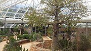 Thumbnail for Kirstenbosch National Botanical Garden