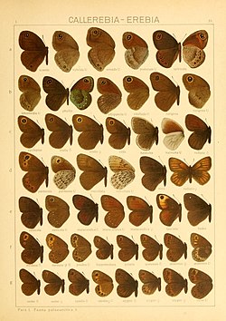 Macrolepidoptera of the world (תפ '35) (8145248775) .jpg