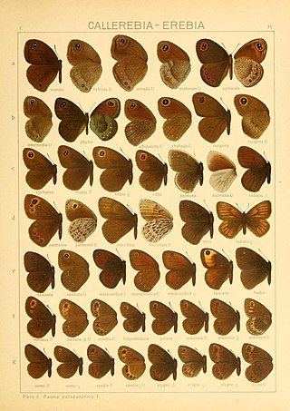 <i>Erebia wanga</i> Species of butterfly