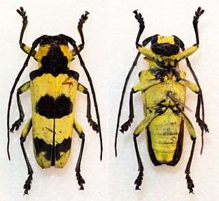 <i>Thermistis</i> Genus of beetles