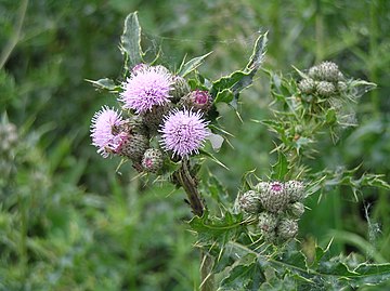 Сорняки подмосковья названия. Бодяк полевой (Cirsium arvense). Осот розовый Бодяк. Осот огородный, полевой. Бодяк (осот).