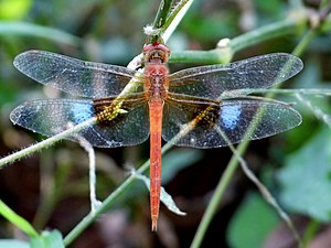 Coral-tailed Cloudwing (Tholymis tillarga) male