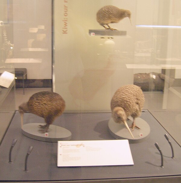 Clockwise from left: brown kiwi (Apteryx australis), little spotted kiwi (Apteryx owenii) and great spotted kiwi (Apteryx haastii) at Auckland War Mem