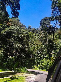 Tropical rainforest in the Perakian/Pahangese Titiwangsa, part of the Central Forest Spine. Taken near Ringlet Titiwangsa Mountains rainforest.jpg