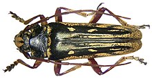 Tmesisternopsis pauli Heller, 1897 (3576467196) .jpg