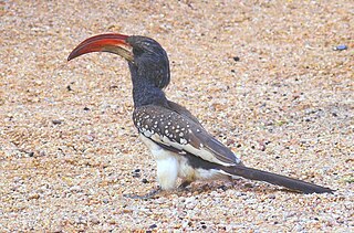 Monteiros hornbill Species of hornbill