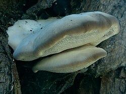 Kvapnioji kempė(Trametes suaveolens)